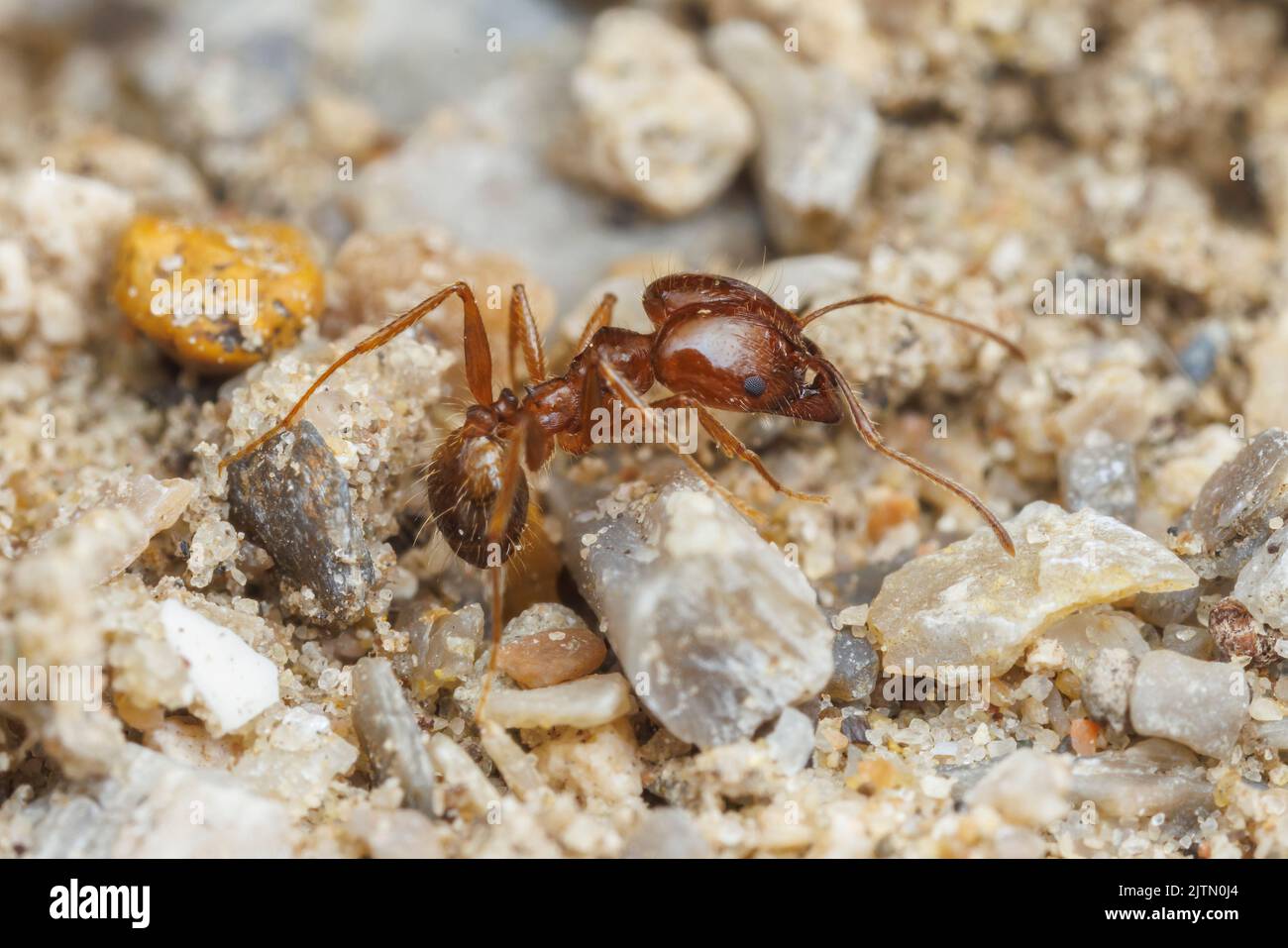 Pheidole hi-res stock photography and images - Alamy