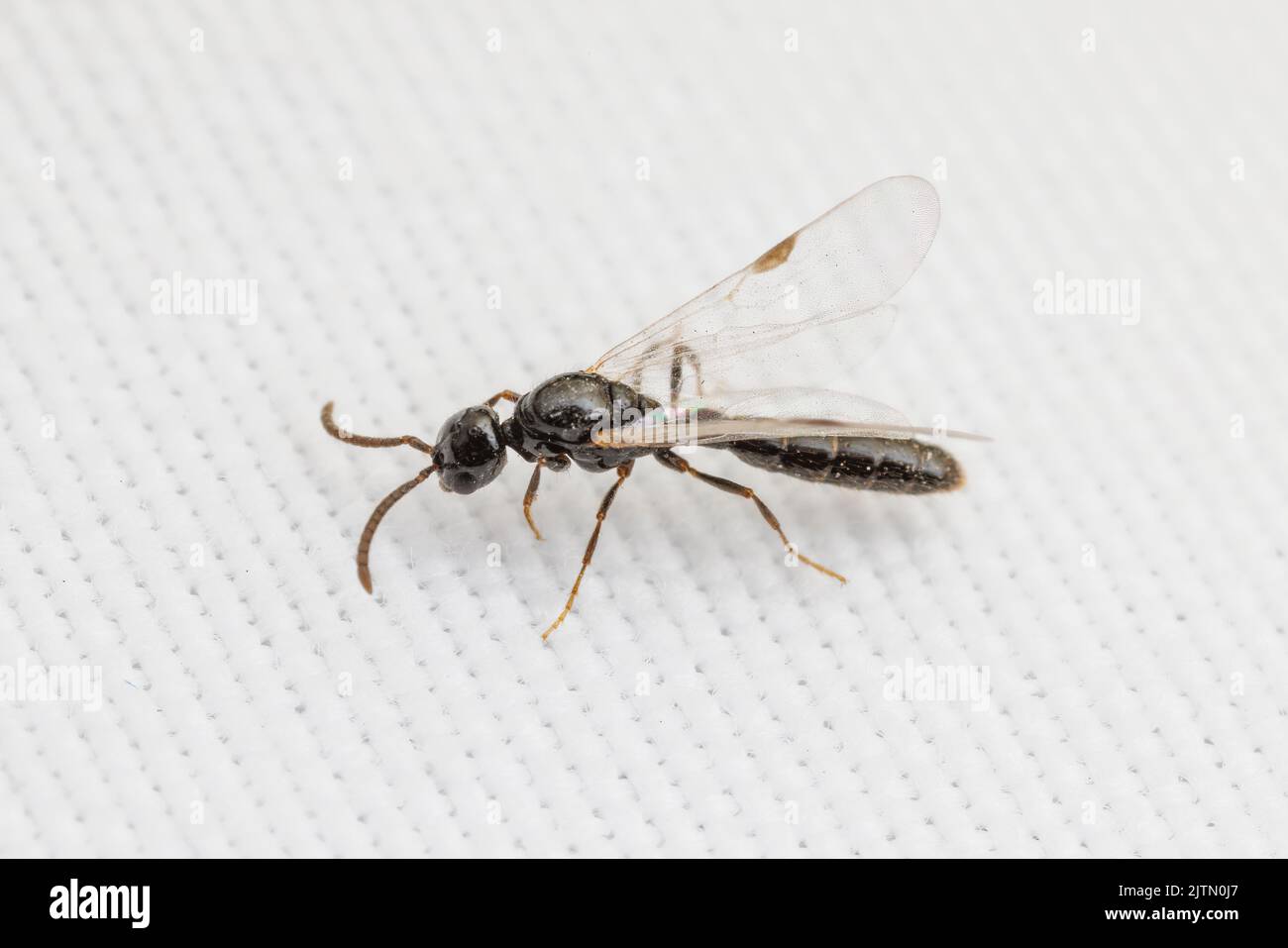 A Cerapachyine Army Ant (Acanthostichus sp.) male during a nuptial flight. Stock Photo