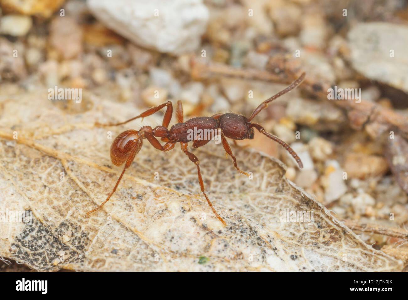 Common Army Ant (Neivamyrmex nigrescens) Stock Photo