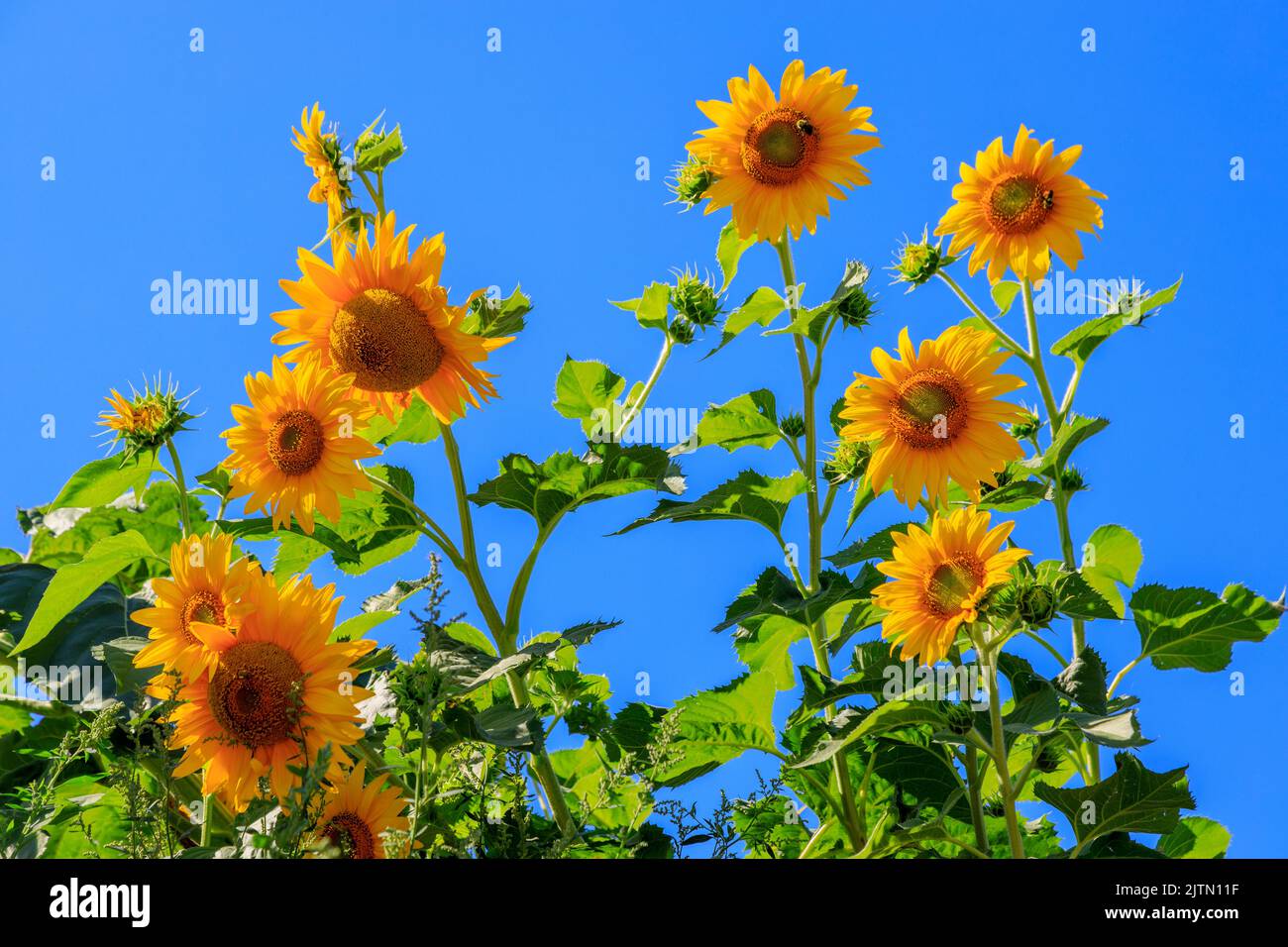 Yellow sunflowers in a b eautiful floral pattern of flowers in a garden flower bed. Stock Photo