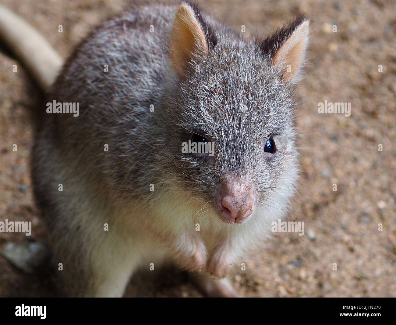 Delightful lovely Rufous Bettong with bright eyes and delicate features. Stock Photo