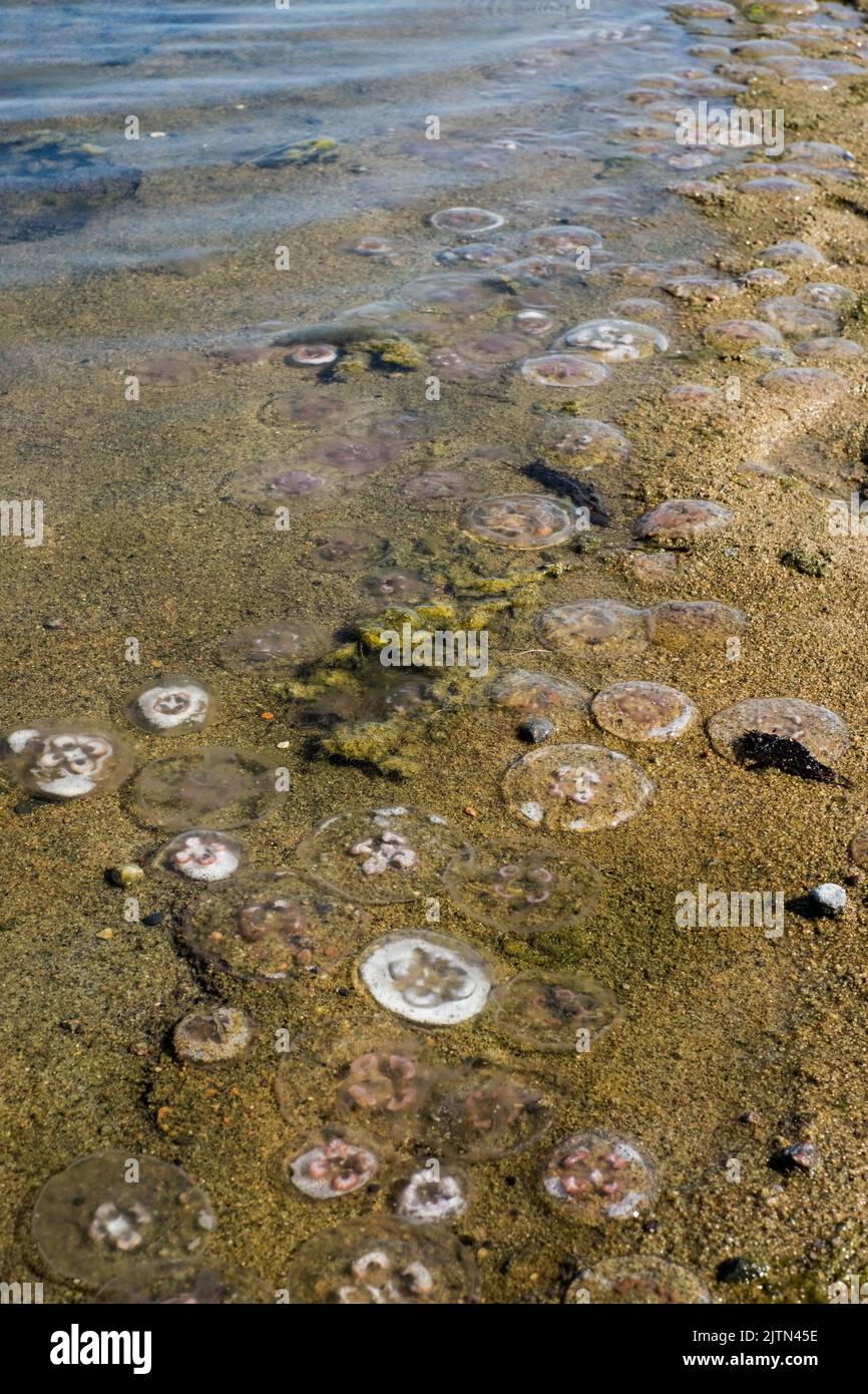 Lots of jellyfish washed up on a beach of Baltic Sea. Stock Photo