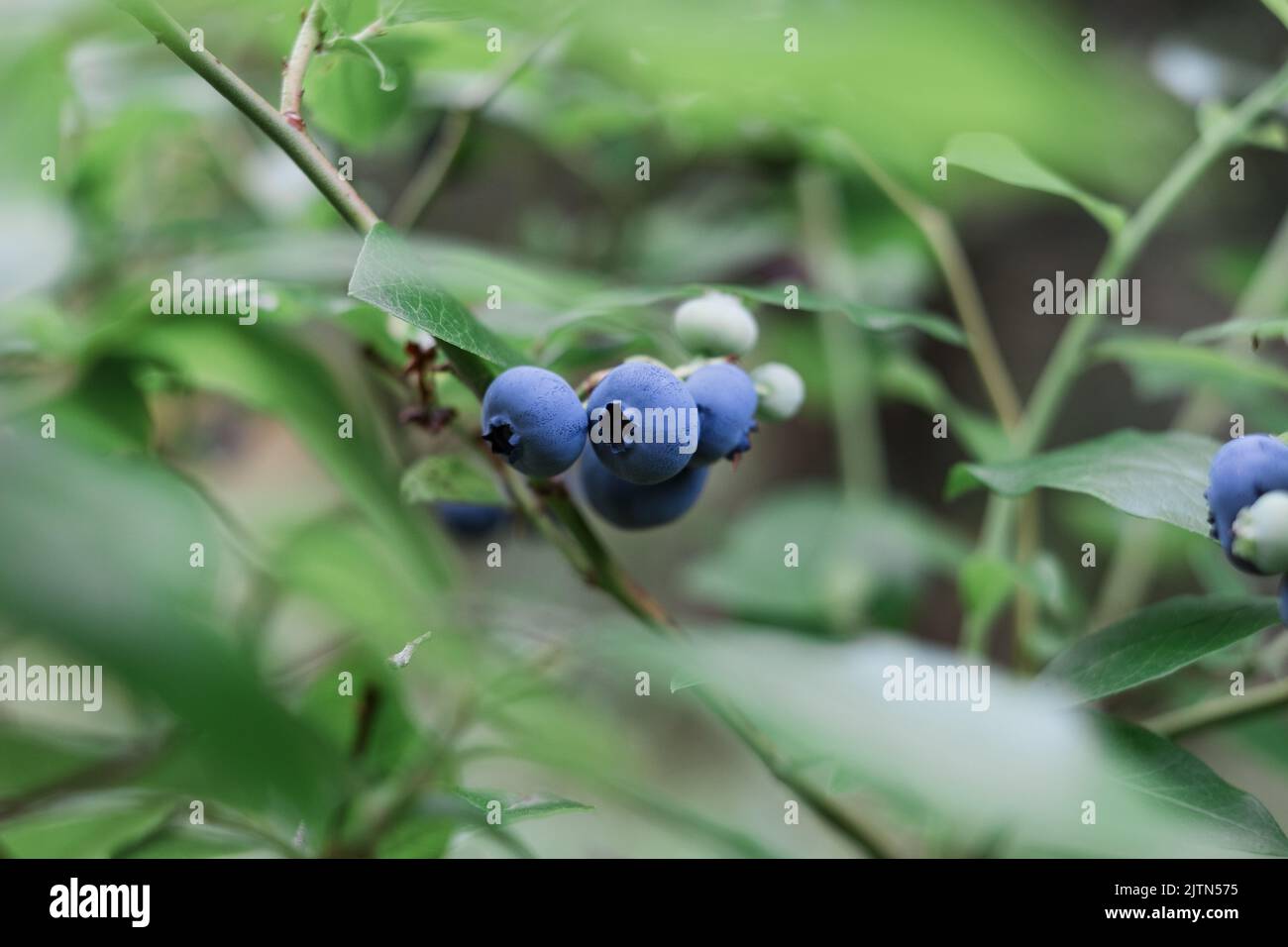 Blueberries growing in nature. Various stages of maturation Stock Photo