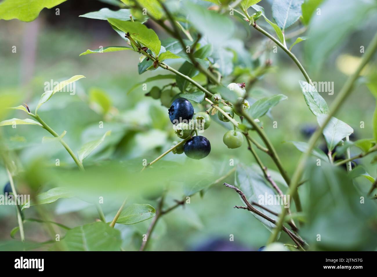 Blueberries growing in nature. Various stages of maturation Stock Photo