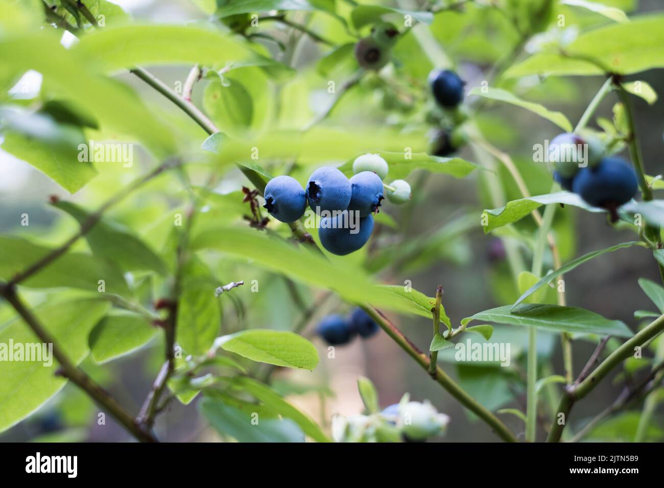 Blueberries growing in nature. Various stages of maturation Stock Photo