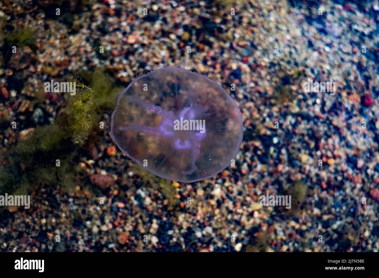 Jellyfish swimming in Baltic Sea during hot summer day. Shot through water. Stock Photo