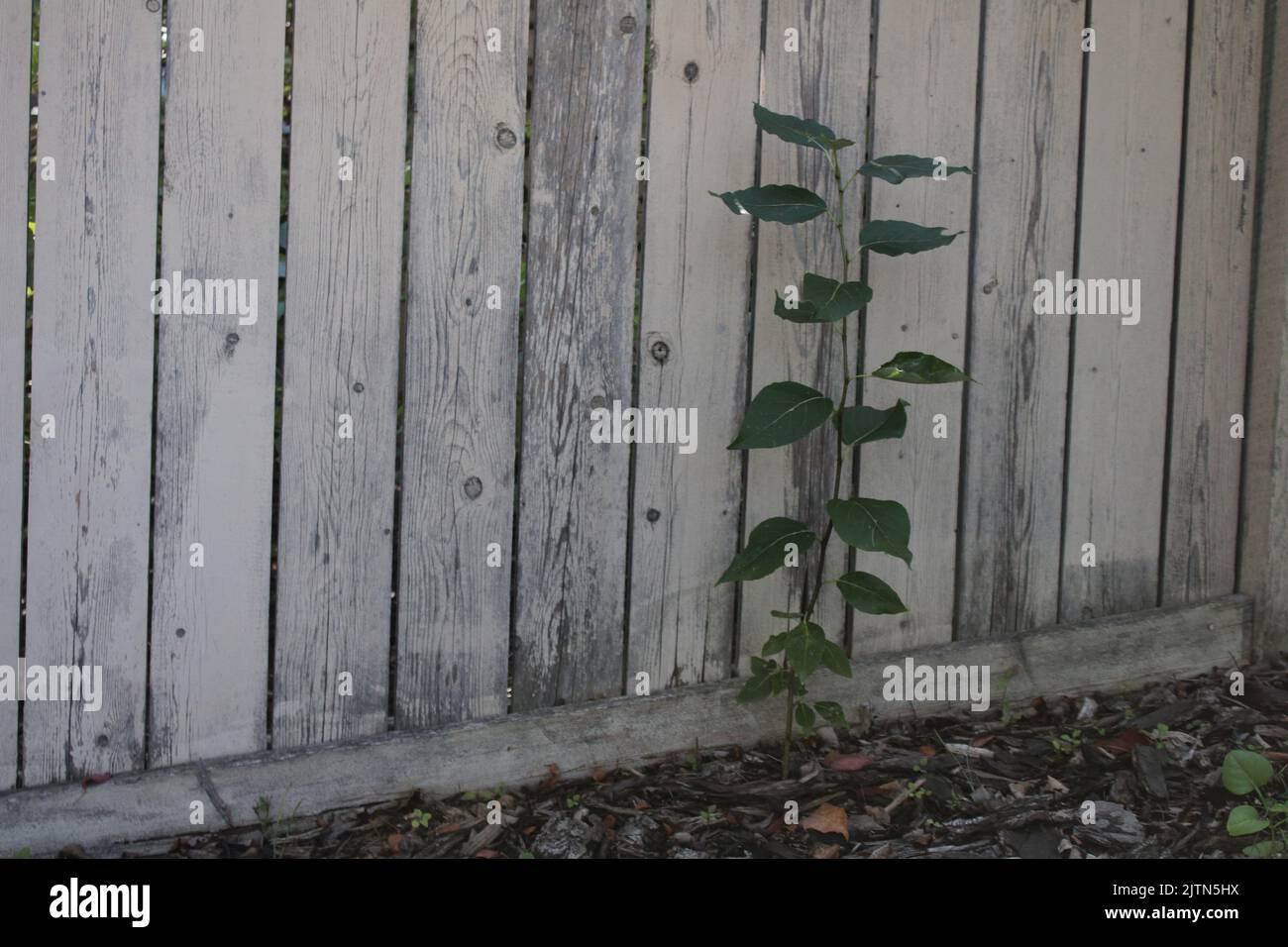Tall plant hi-res stock photography and images - Alamy