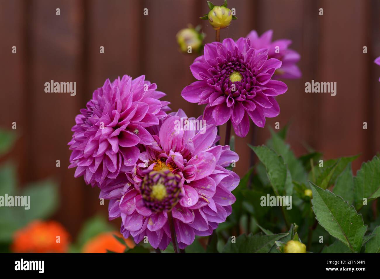 Chrysanthemum flowers macro pink hi-res stock photography and images ...