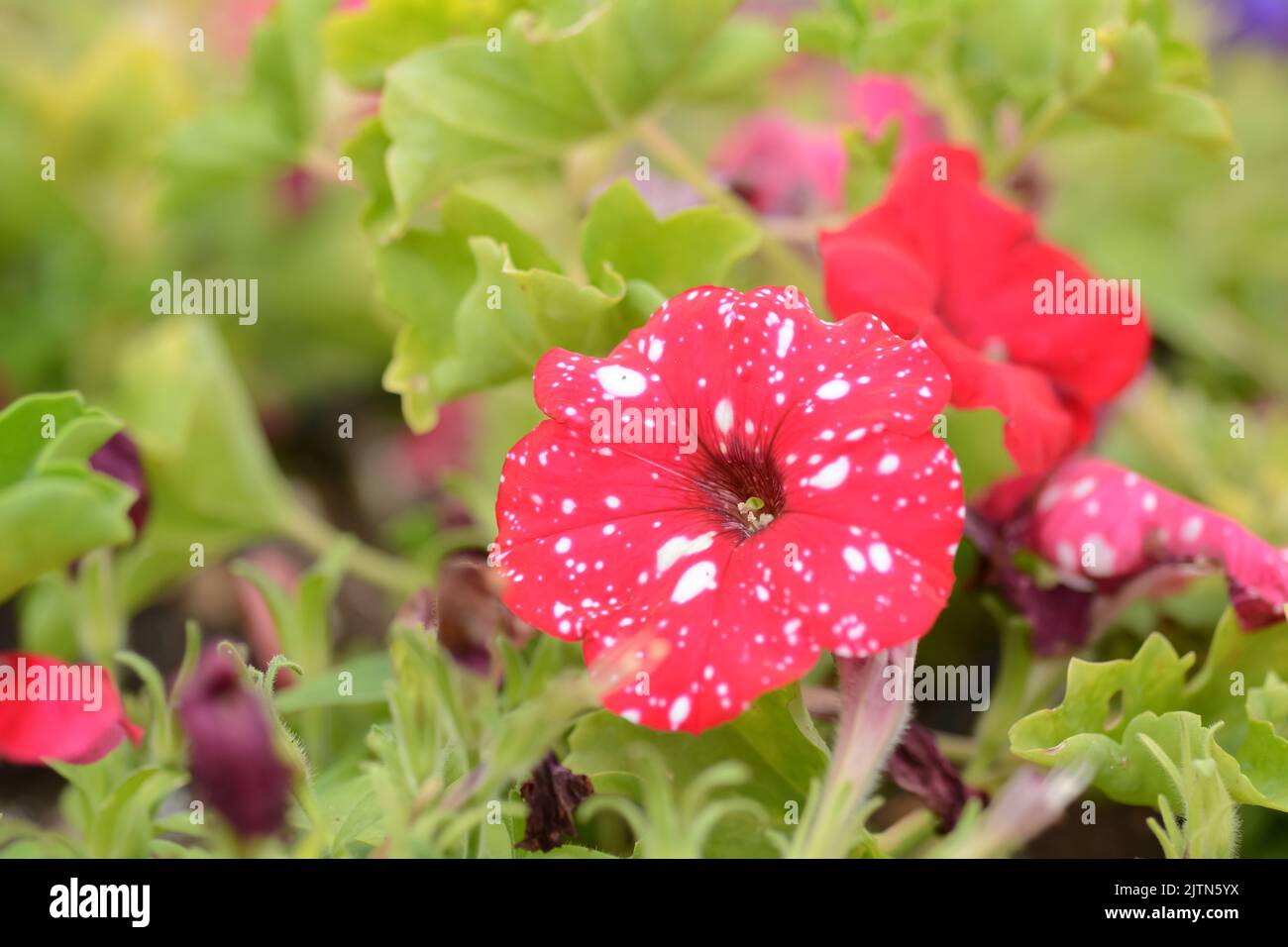Petunia flowers, red flower, pink flowers , violet and Petunia is genus of 20 species Stock Photo