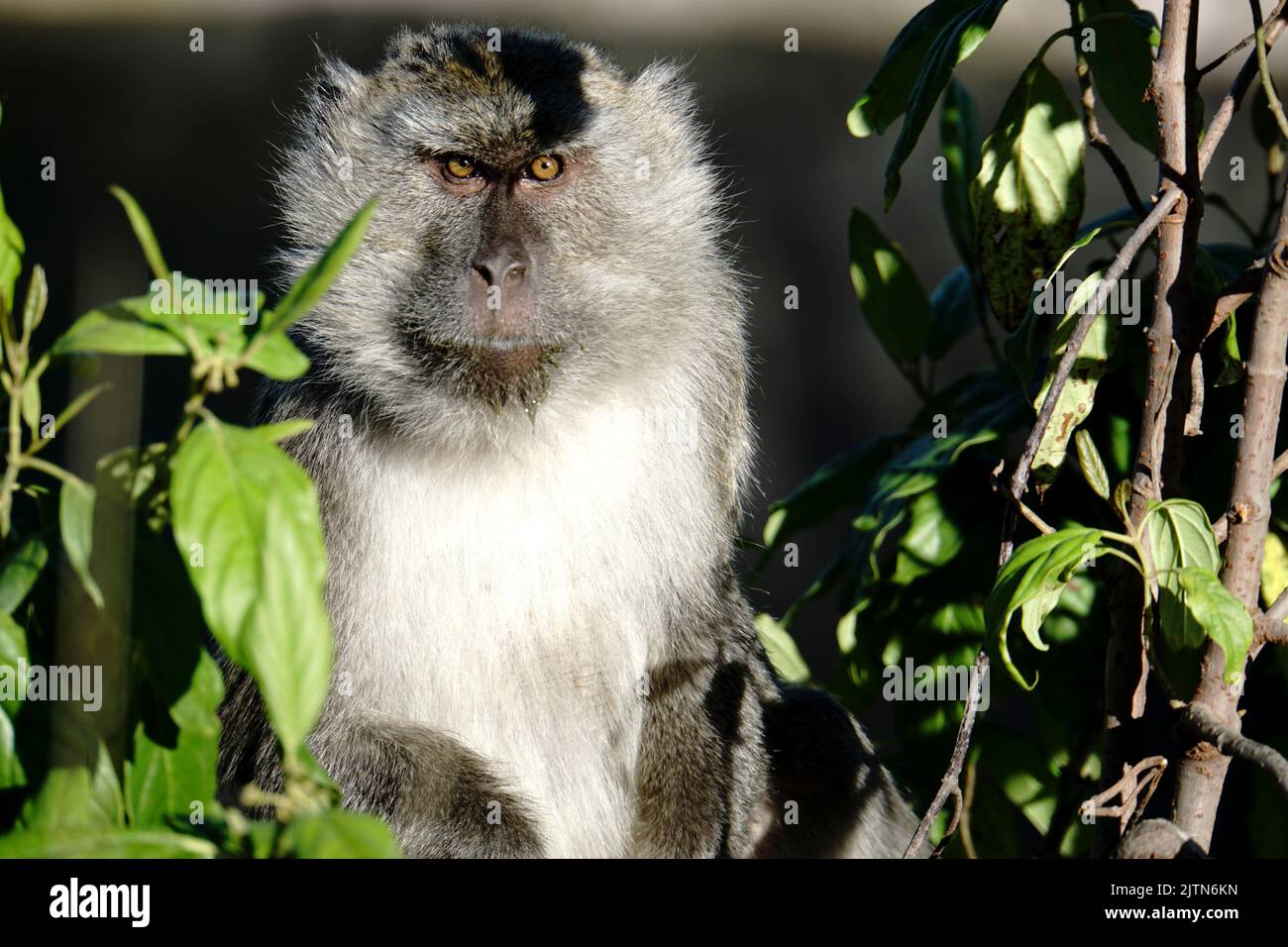 Silver monkey hi-res stock photography and images - Alamy