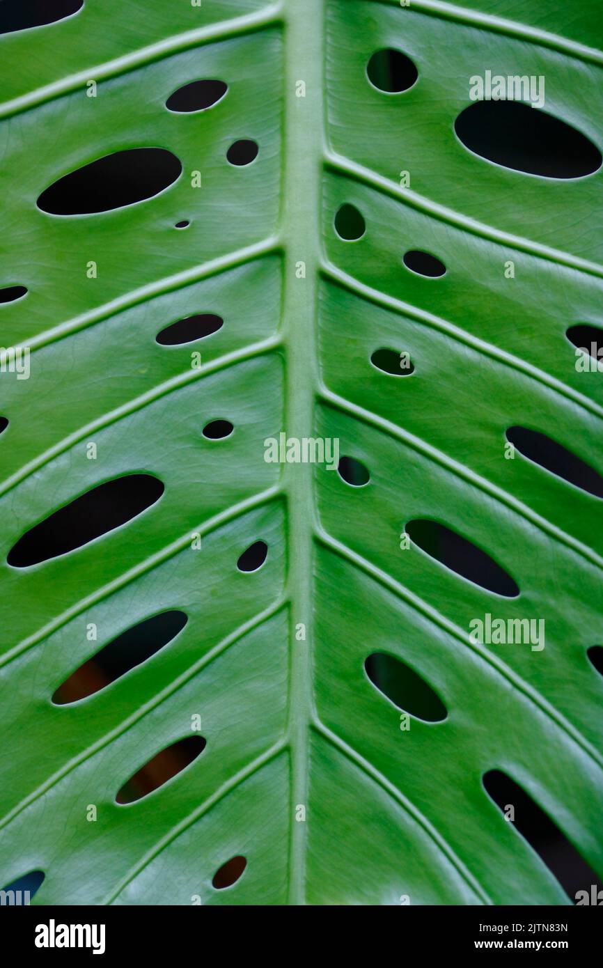 Close up of leaf perforation in split-leaf philodendron Stock Photo