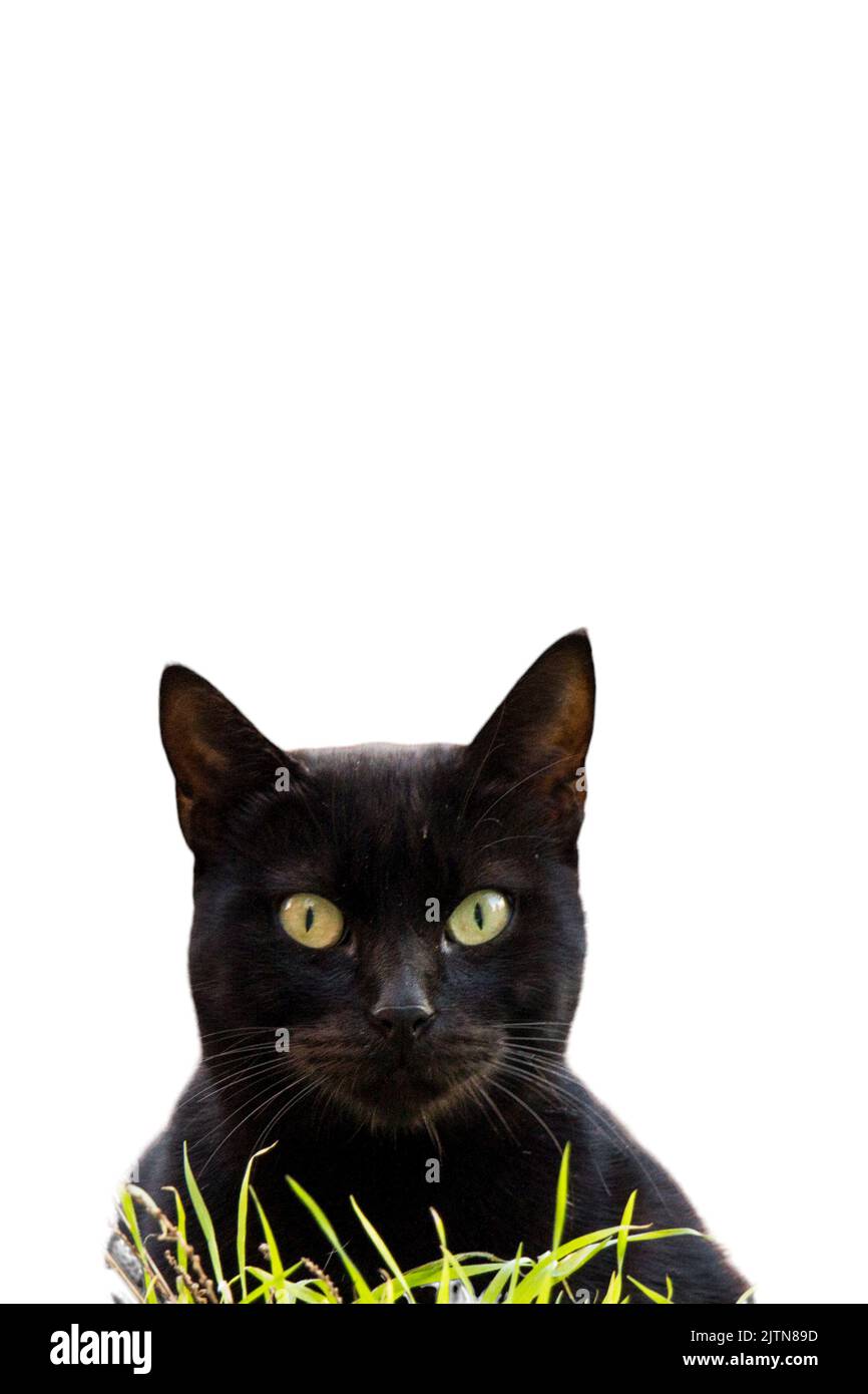 Cat pictures, cat eyes, cute cat, innocent cat pictures, close-up cat ...