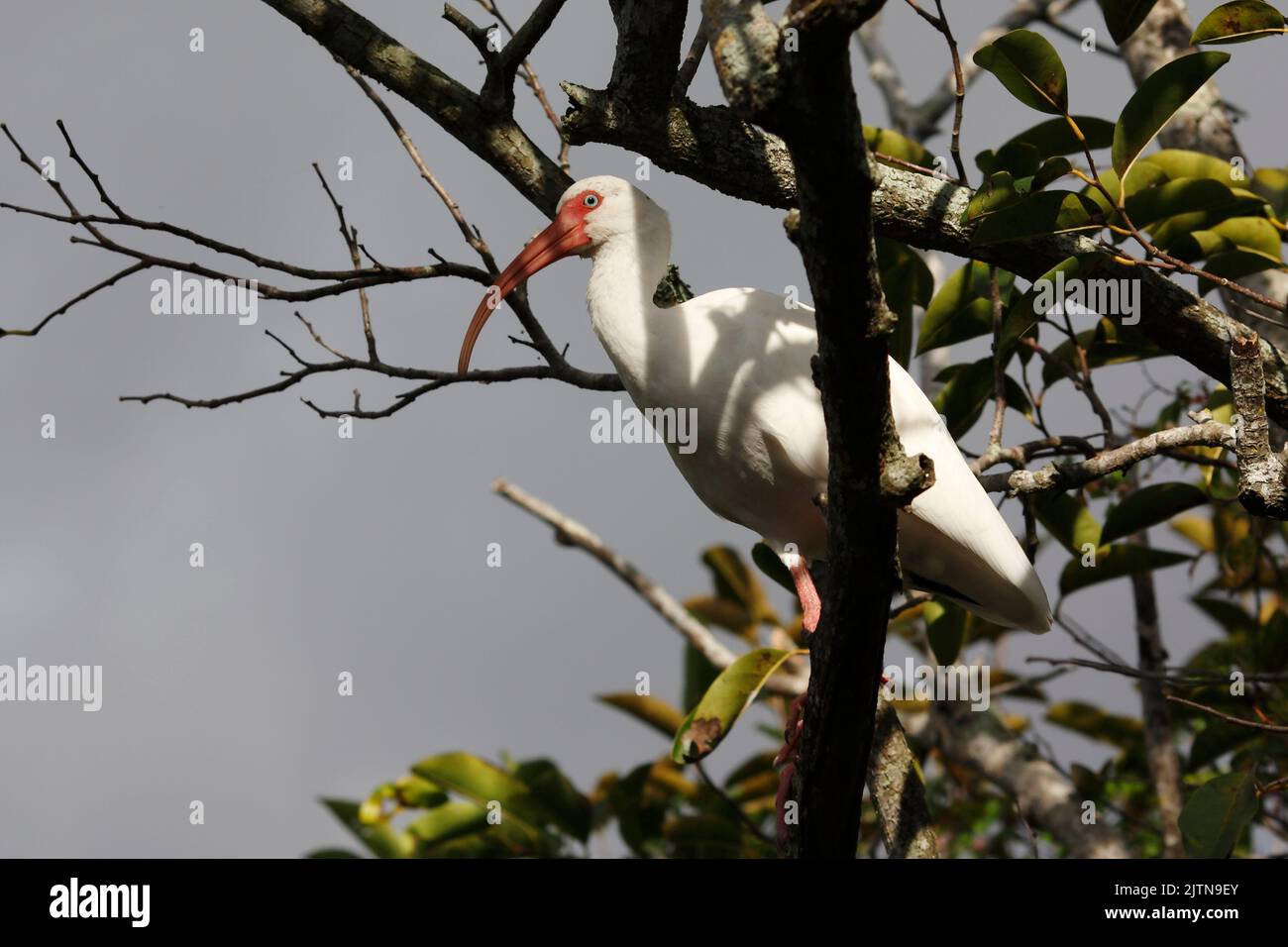 American white ibis on the tree, Everglades National Park Stock Photo