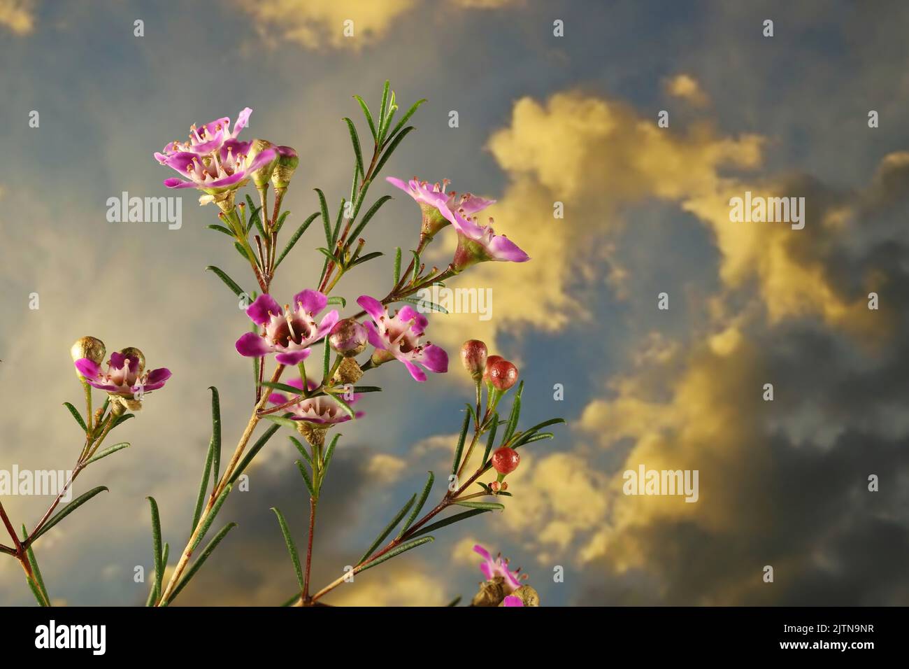 Isolated stem of Geraldton Wax (Chamaelaucium uncinatum) against winter sky Stock Photo