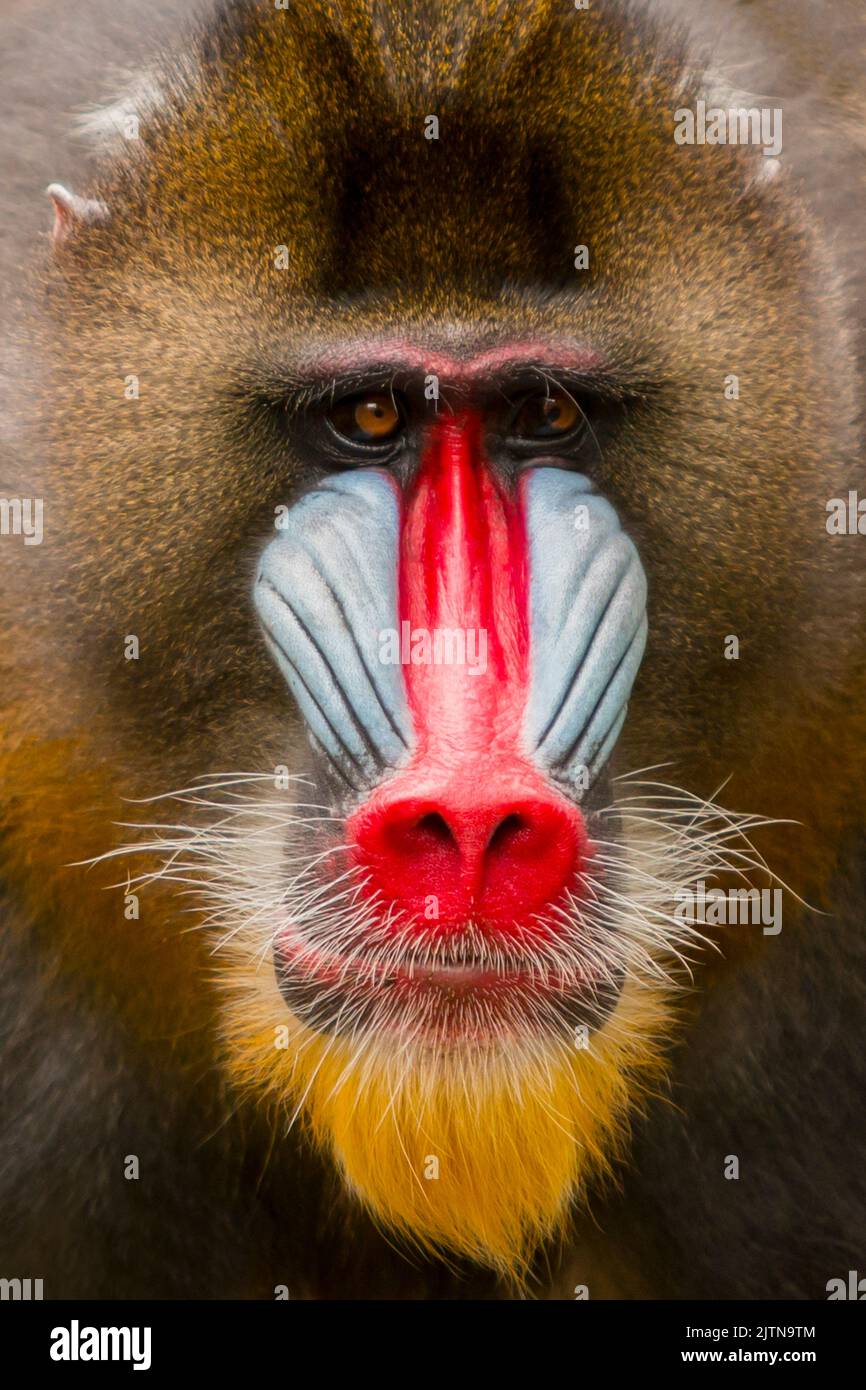 portrait close-up monkey mandril. rainbow face. Stock Photo