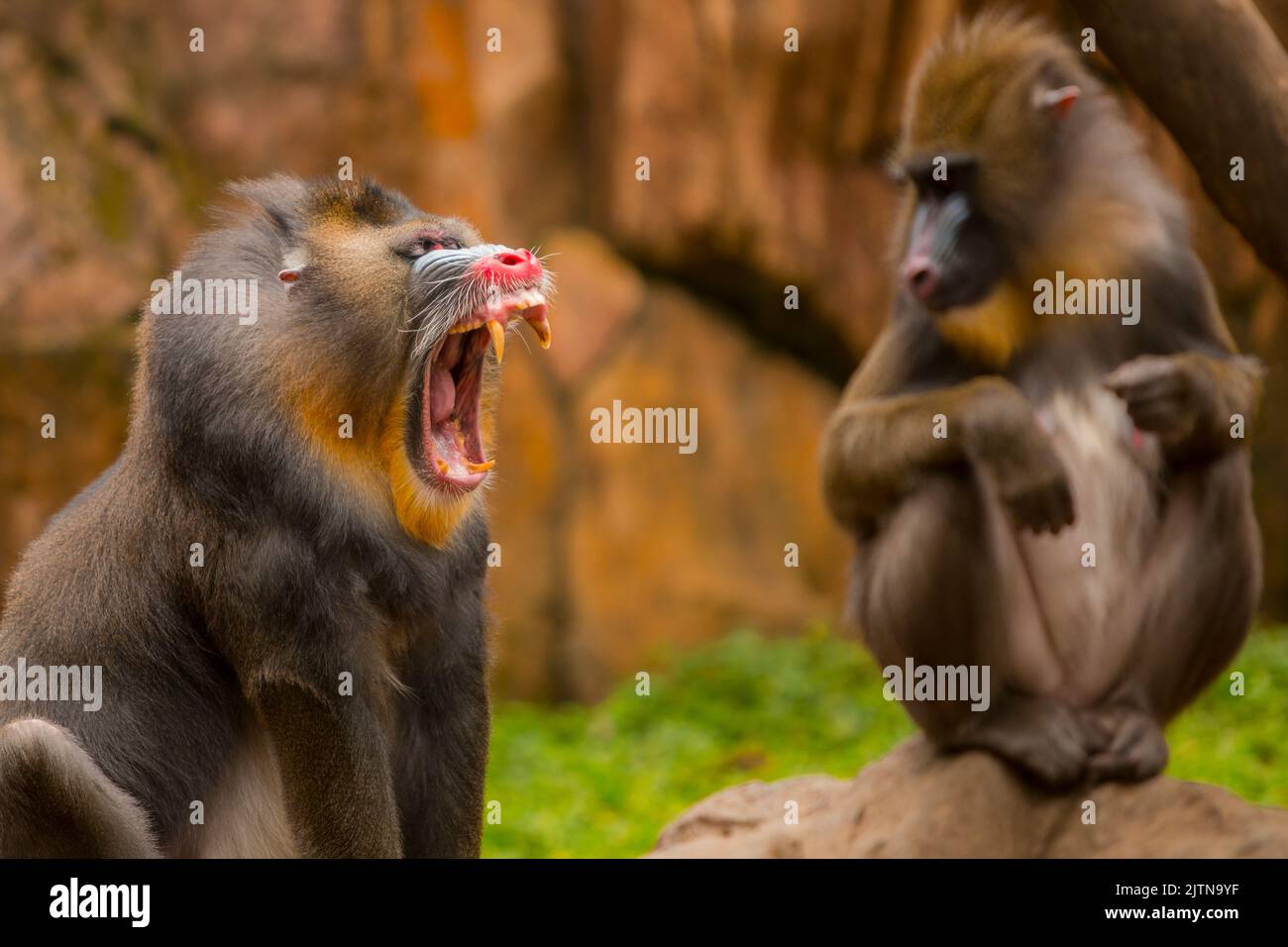 a mandril monkey opens its mouth and canine teeth appear in front of its partner Stock Photo