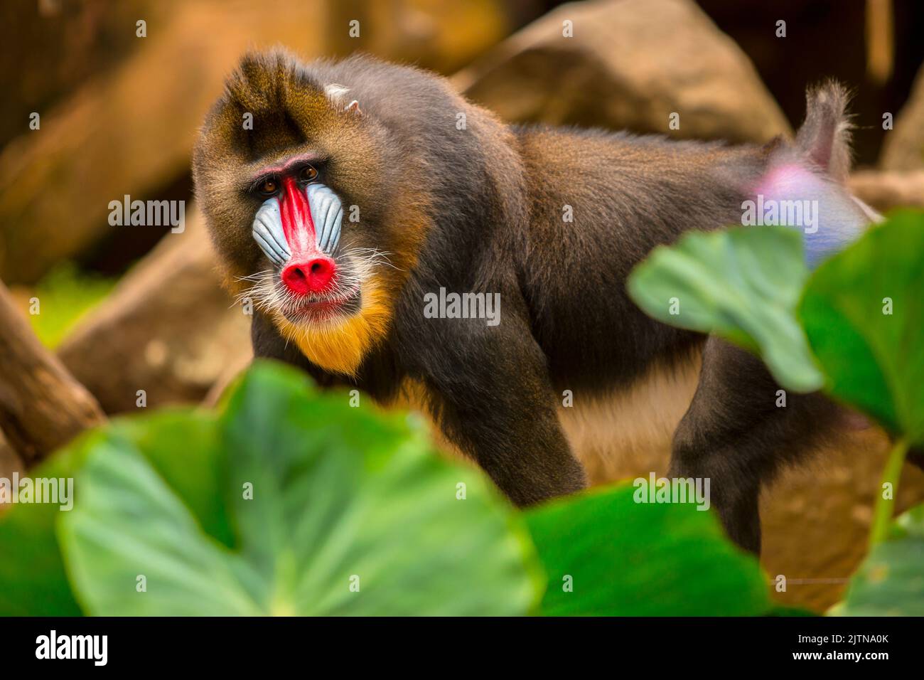 Rainbow Face Monkey Mandrill. mandrill baboon portrait with amazing