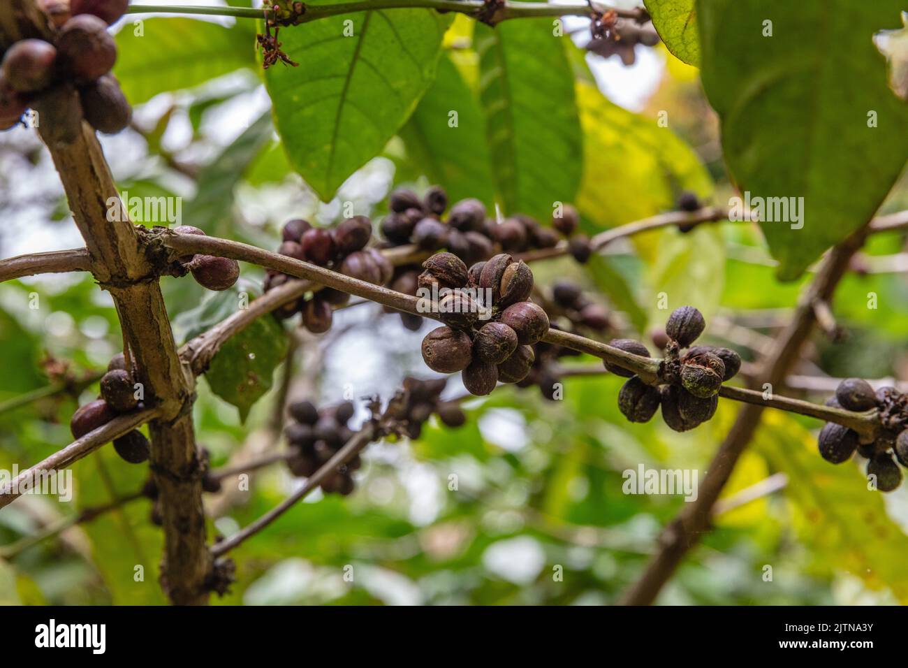 Growing coffee tree with rope coffee beans. Buleleng, Bali, Indononesia Stock Photo