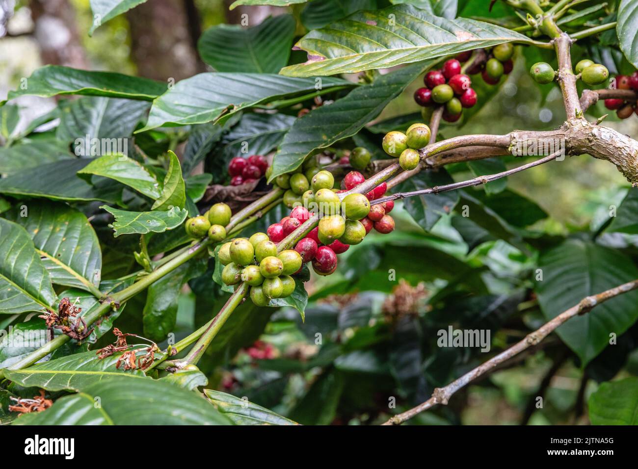 Growing coffee tree with coffee beans. Buleleng, Bali, Indononesia Stock Photo