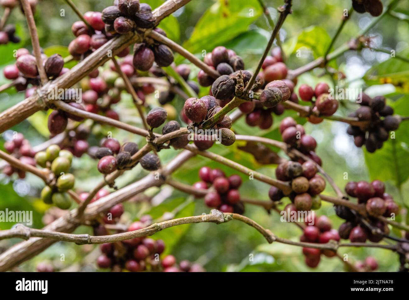 Growing coffee tree with rope coffee beans. Buleleng, Bali, Indononesia Stock Photo