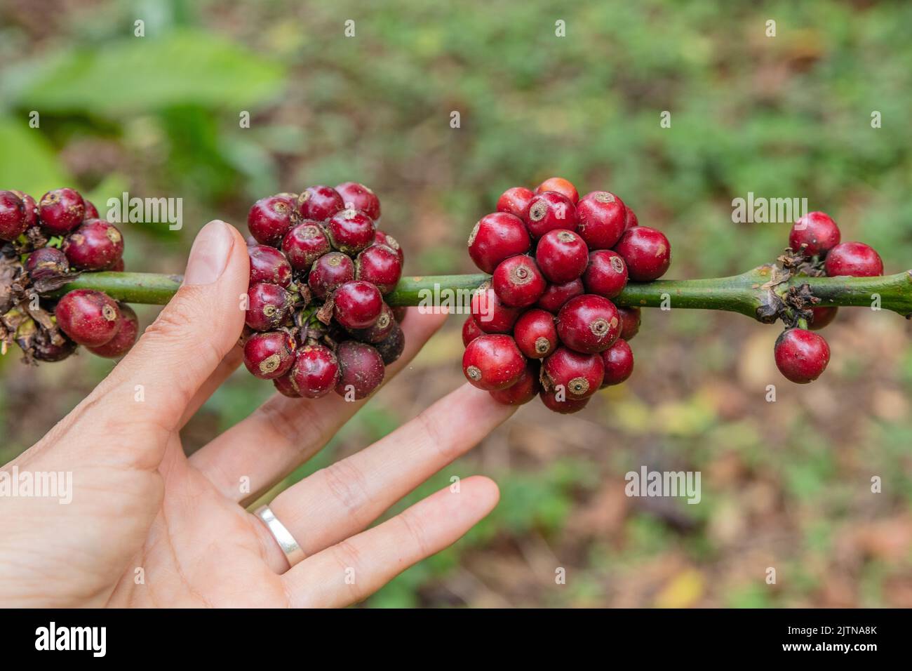 Growing coffee tree with coffee beans. Buleleng, Bali, Indononesia Stock Photo