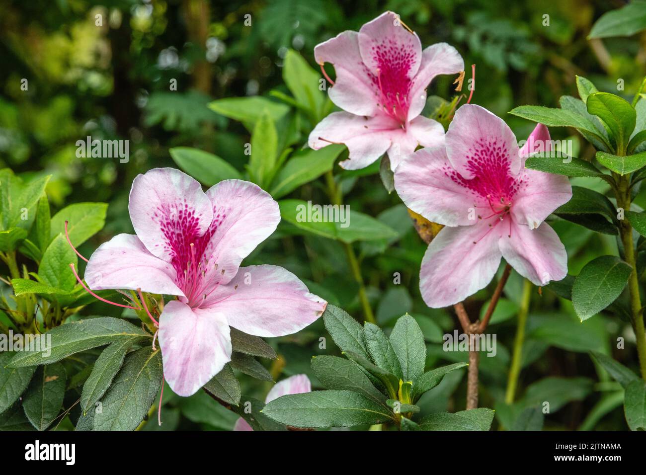 Pink blooming Azalea (genus Rhododendron), Bali, Indonesia Stock Photo