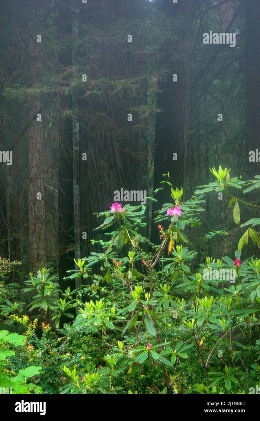 Sequopia sempervirens hires stock photography and images Alamy