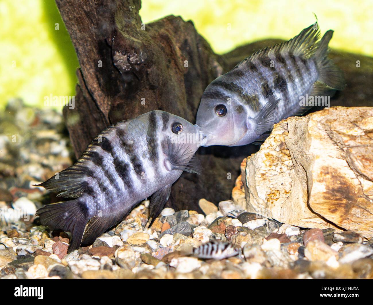 Two male Convict Cichlids (Amatitlania nigrofasciata) mouth wrestling for dominance.in a tank with several breeding pairs and some juveniles. Stock Photo