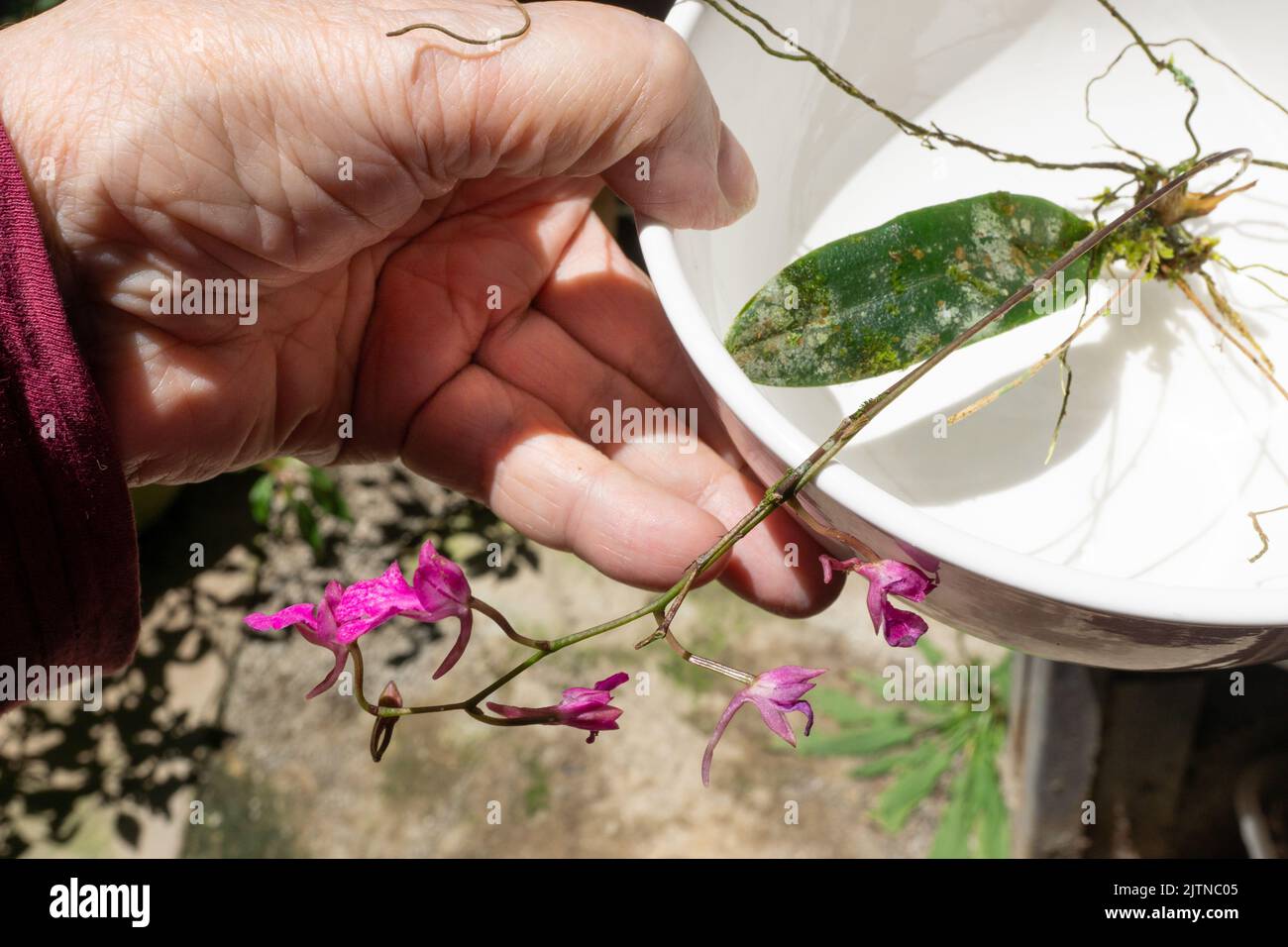 Comparettia falcata orchid plant being prepared for mounting by first soaking the plant in water. Stock Photo