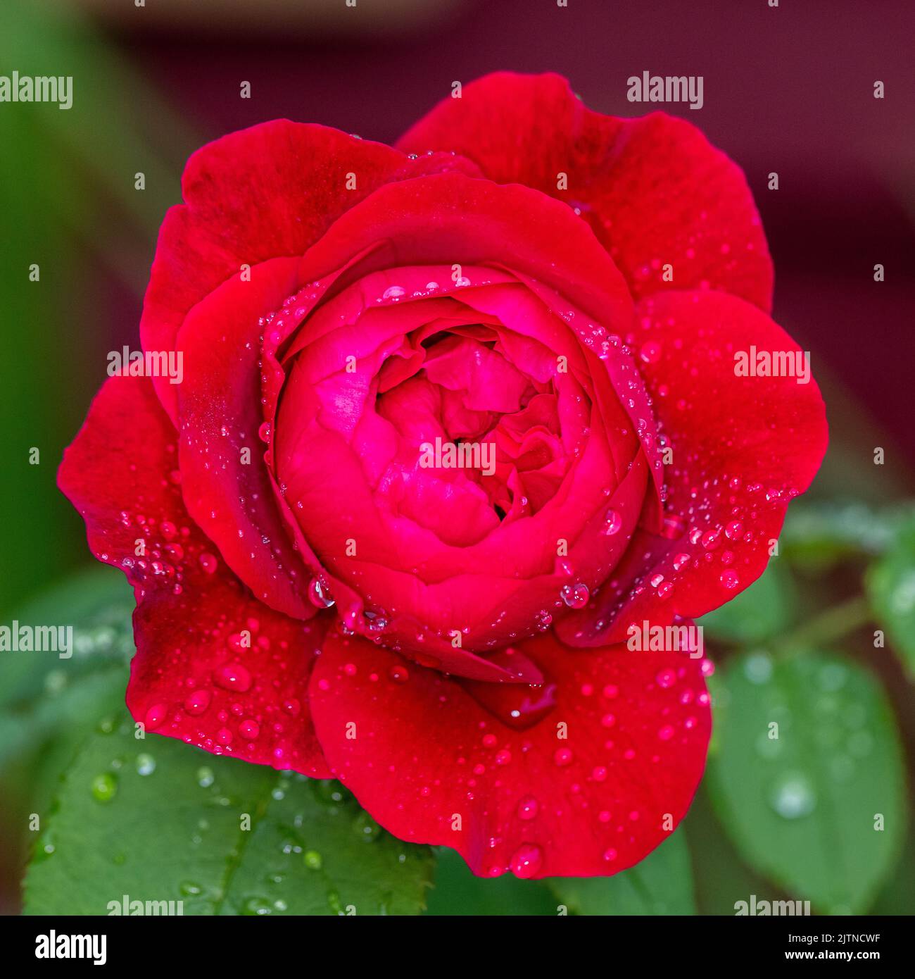 'LD Braithwaite, Auscrim' English Rose, Engelsk ros (Rosa) Stock Photo