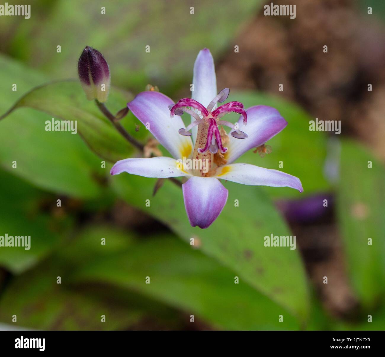 'Tojen' Japanese orchid lily, Hårig skugglilja (Tricyrtis hirta) Stock Photo