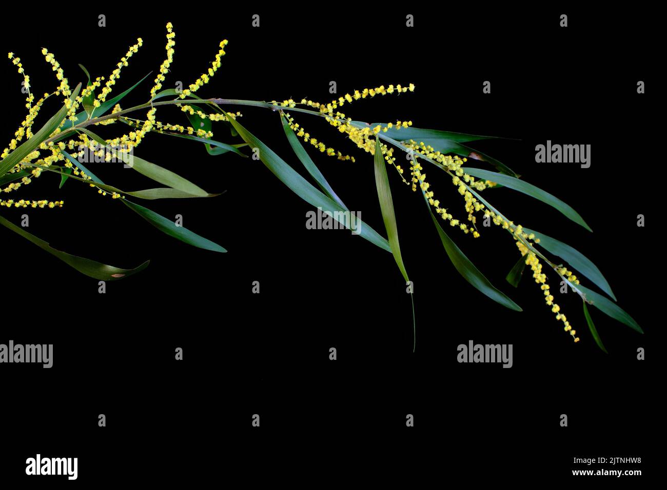 A wattle branch full of flowers, photographed against a dark background Stock Photo
