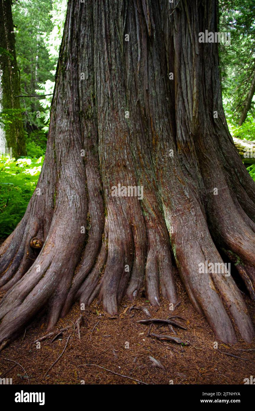 Settlers grove hires stock photography and images Alamy