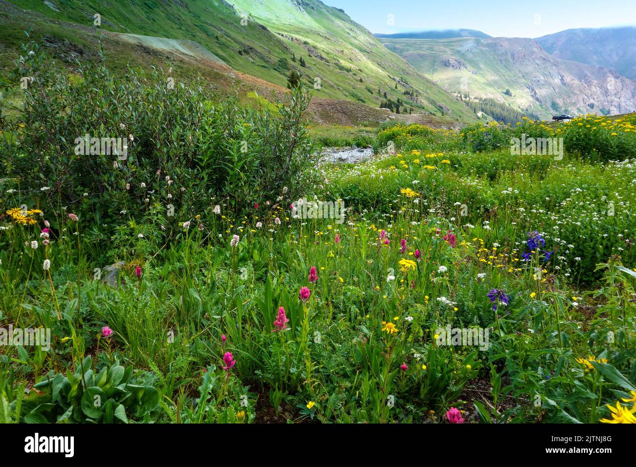 American Basin in Ouray, Colorado is known for its wildflowers Stock