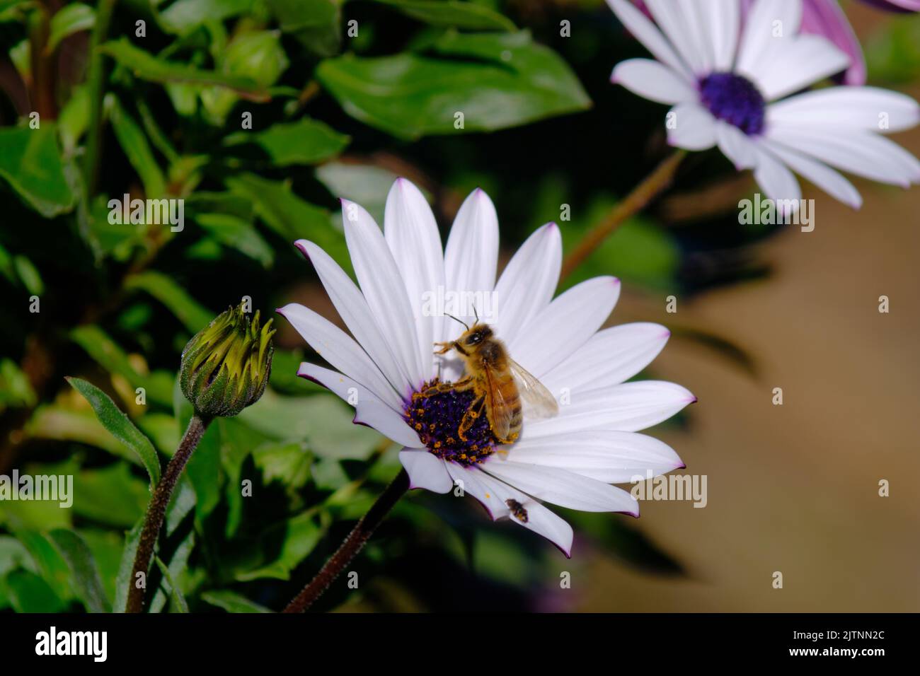 An Australian native singless bee (meliponini) collects pollen from an African daisy. This photo is a single image (not stacked or manipulated) and us Stock Photo