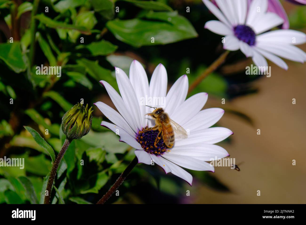 Australian Native Singless Bee (meliponini) collecting some pollen from an white daisy flower in a garden Stock Photo