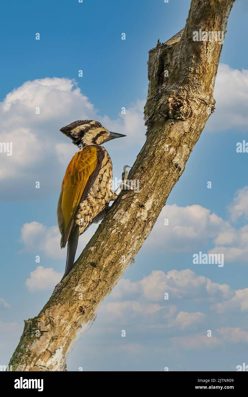 The Common Flameback (Dinopium javanense) is a medium sized woodpecker Stock Photo
