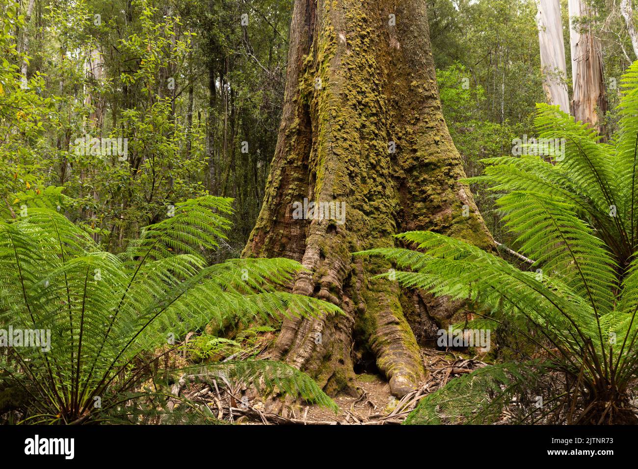 the base of a large mossy swamp gum with man ferns growing next to it at mt field national park Stock Photo