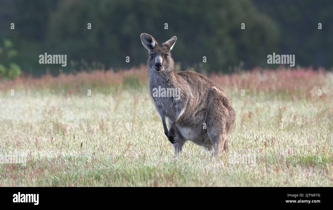 a female eastern grey kangaroo looks at camera at kosciuszko national park Stock Photo