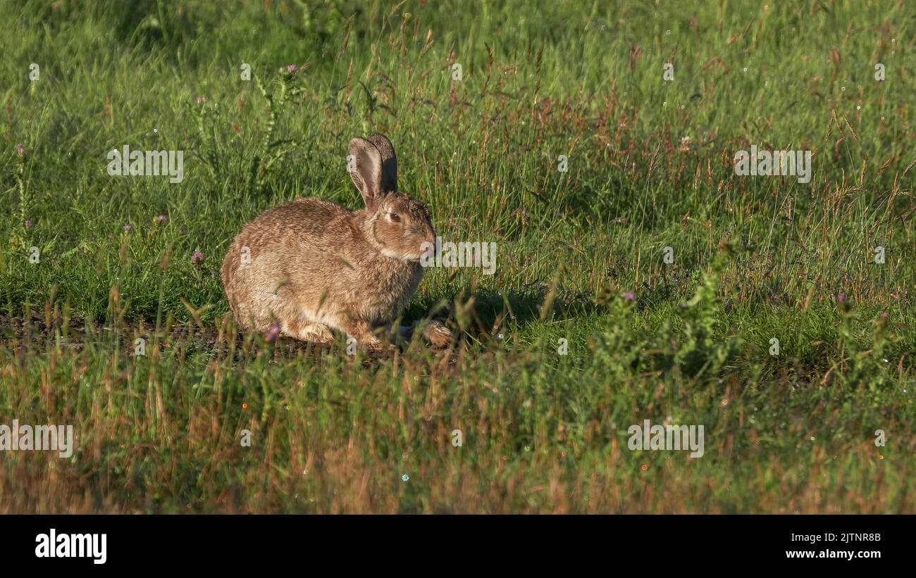 feral rabbit chewing grass at kosciuszko national park Stock Photo