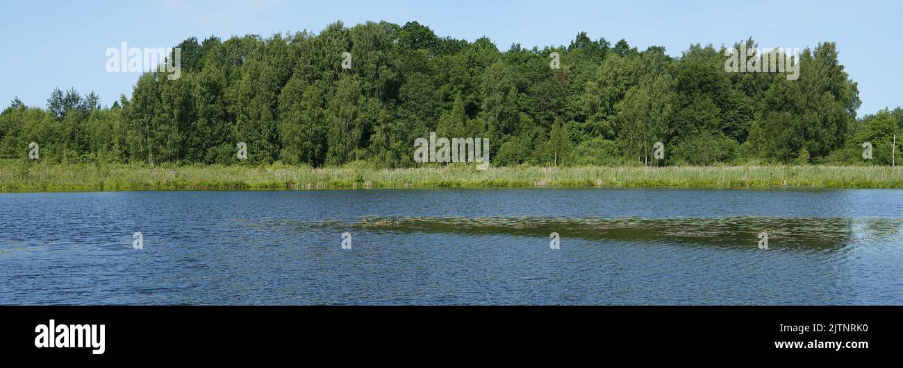 A birch grove grows on the shore of a cold forest lake Stock Photo