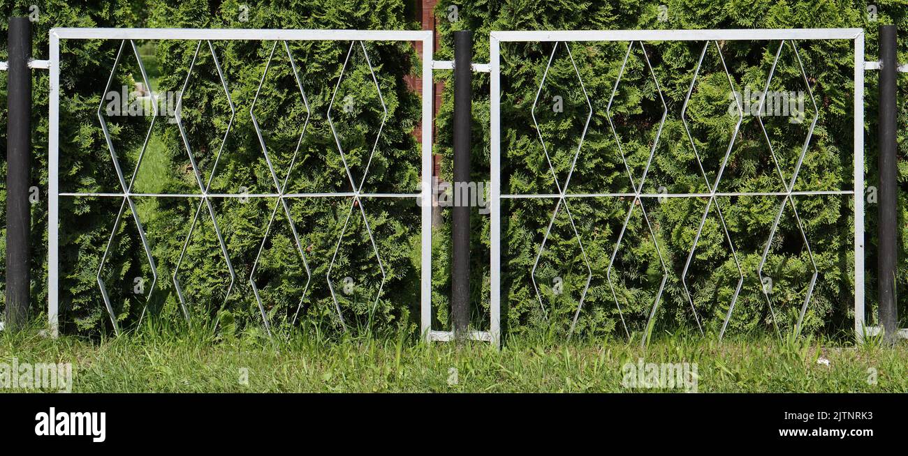 A hedge of coniferous trees grows behind an iron fence Stock Photo