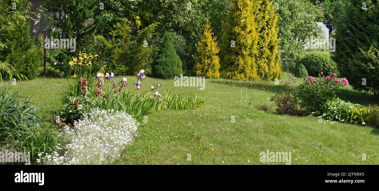 Beautiful irises and peonies flowers  bloom on the June grassy  lawn Stock Photo