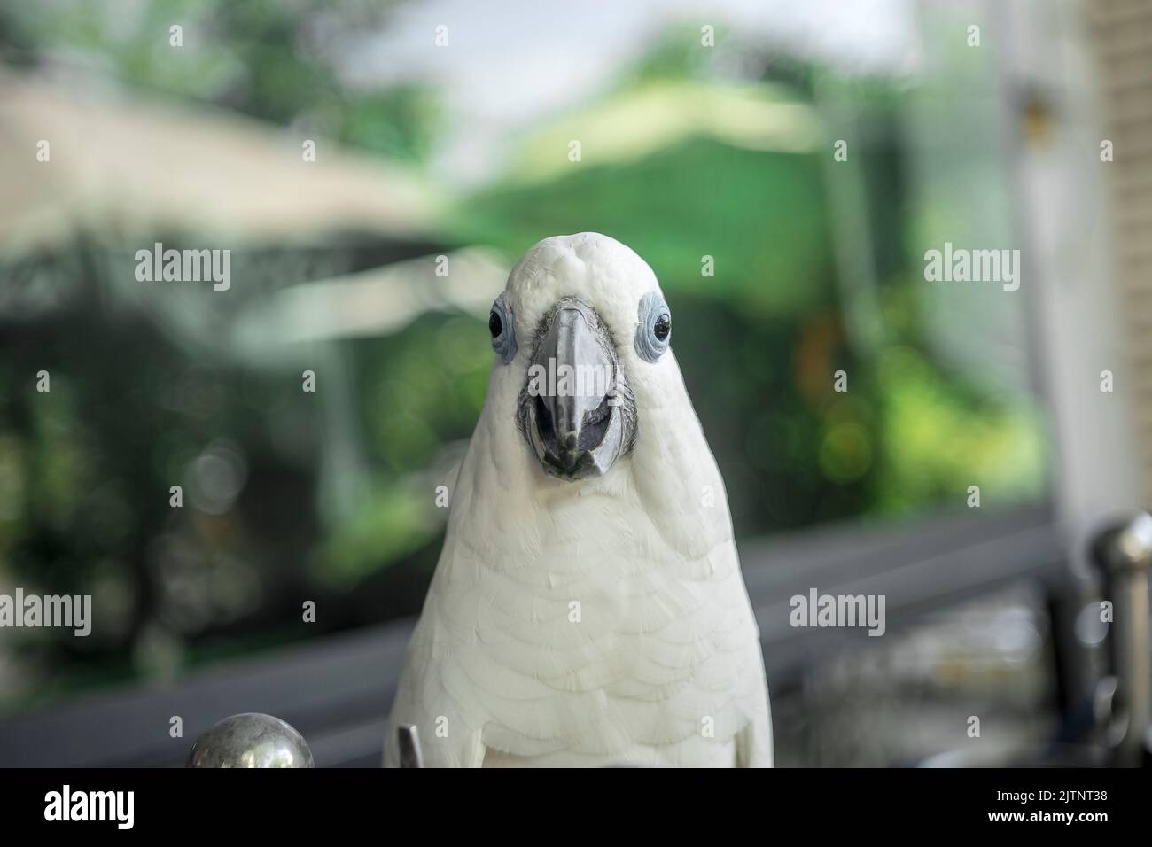 parrots of all colors are rare and extinct birds all over the world, having precious photos of them is the best thing. Stock Photo