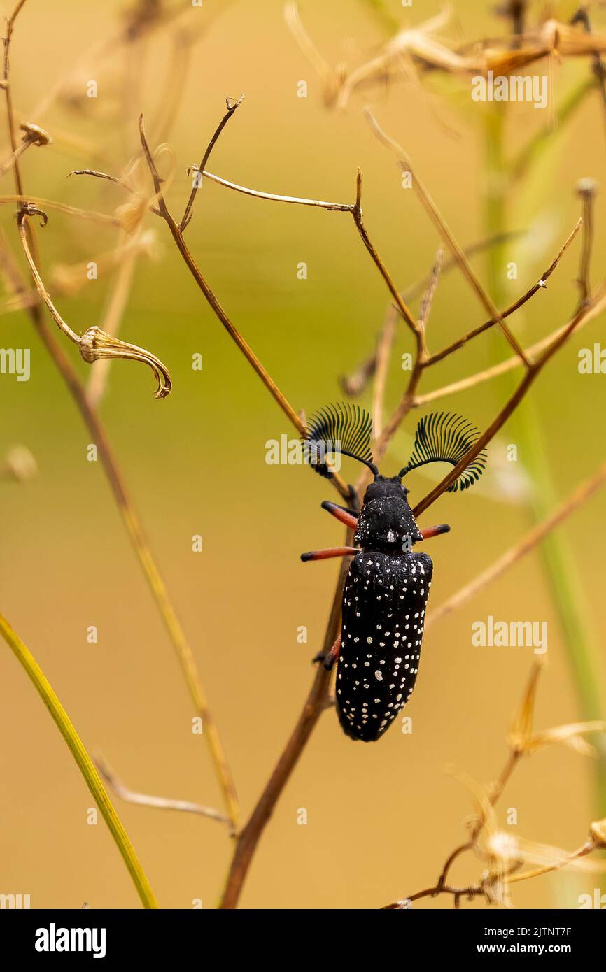 The male Feather-horned Beetle (Rhipicera femorata) has large antennae Stock Photo