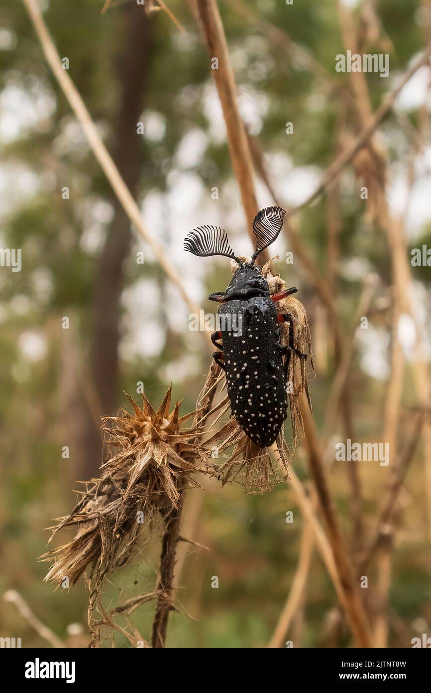The male Feather-horned Beetle (Rhipicera femorata) has large antennae Stock Photo