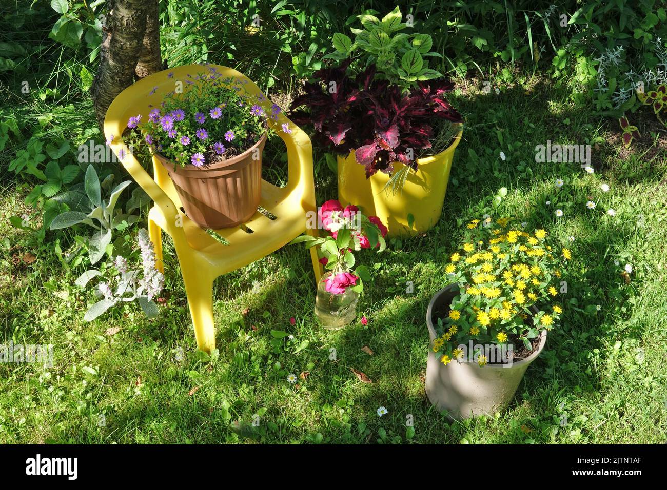 Summer flowers on the lawn in a rustic  garden Stock Photo