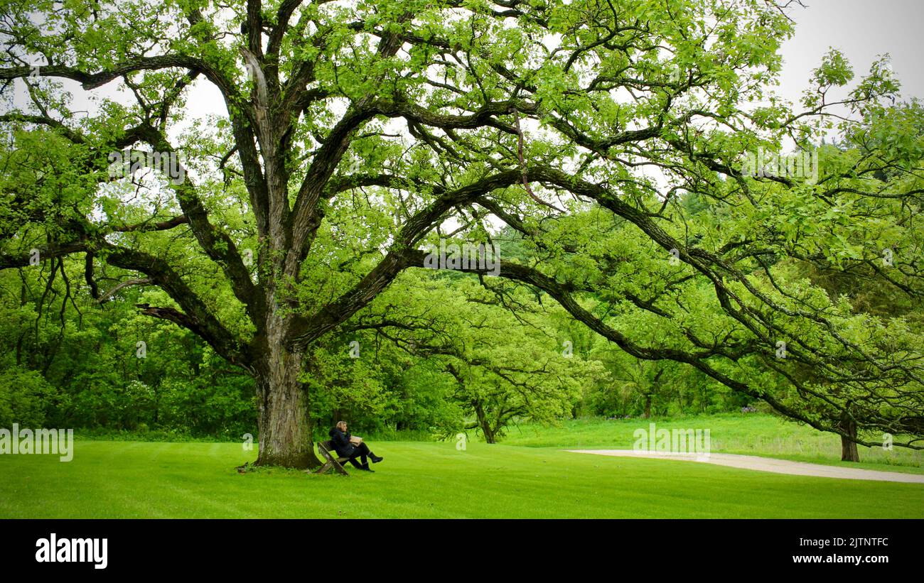 Sitting under a burr oak for a moment's repose Stock Photo