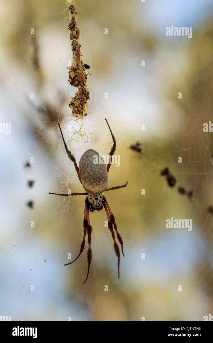 Female Golden Orb-weaving Spider (Nephila edulis Stock Photo - Alamy