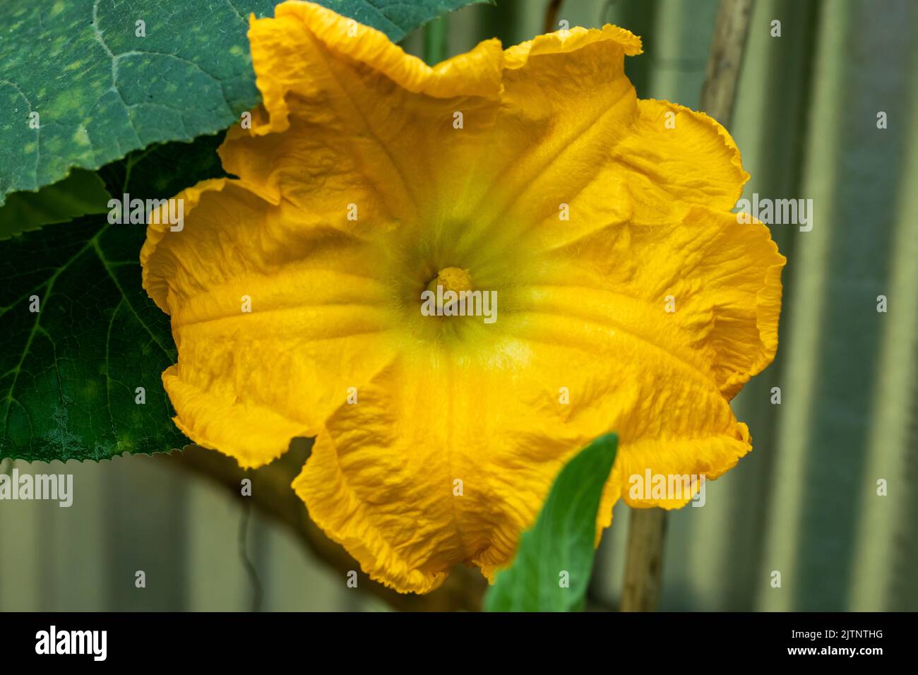 Pumpkin flowers are only open for about six hours beginning at the sun up. The pumpkin flower is a type of vibrant edible flower produced by pumpkin p Stock Photo